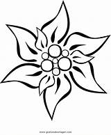 Edelweiss Scherenschnitt Natur Vorlagen Schablone Edelweis Schablonen Gratismalvorlagen Malvorlage Henna Malvorlagen Schrift Niedliche Malen Gravieren Töpferei Applikationen Gläser Azausmalbilder Besuchen sketch template