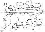 Arctic Coloring Animals Polar Bear Walking Around Colouring Color Kids sketch template