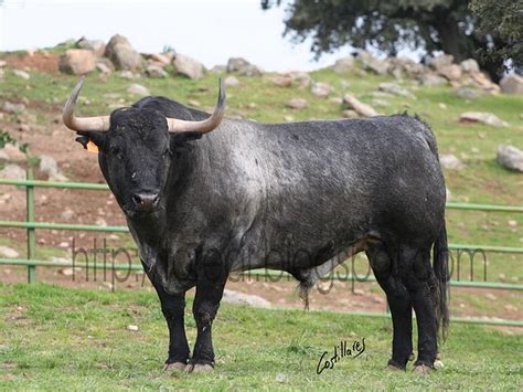 pena taurina tendido  toro toro toro cuando veremos algo similar en acho