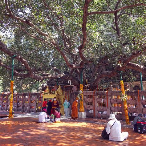 sacred bodhi tree    lord buddha attained enlightenment