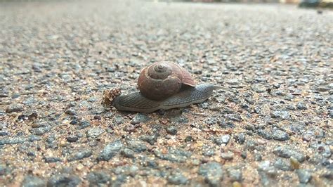 snail walk   ms youtube