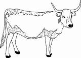 Cow Longhorn Coloring Pages Clipart Printable Color Long Template Colouring Kids Print Clip Animals Horned Jungli Cat Caw Sapi Mewarnai sketch template