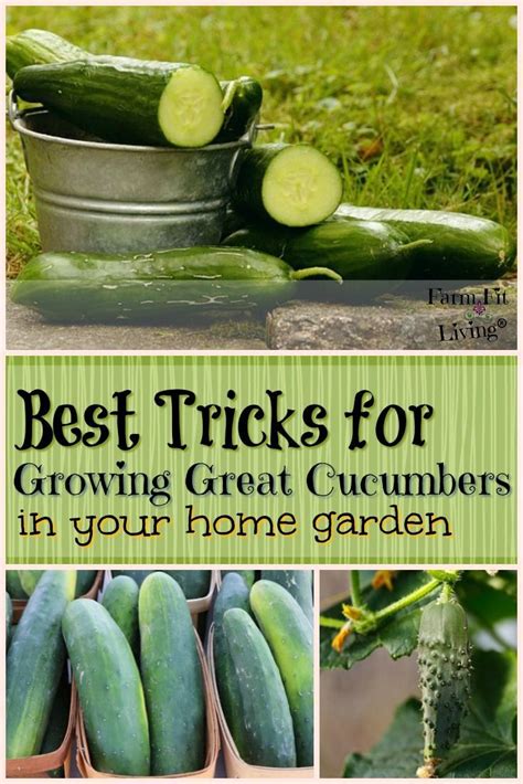 best tricks for growing great cucumbers in your home garden indoor