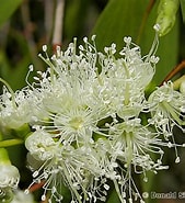 Afbeeldingsresultaten voor "leucandra Bulbosa". Grootte: 169 x 185. Bron: www.territorynativeplants.com.au