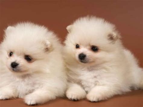 cute puppies hd wallpapers hdwallpapers