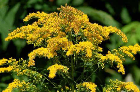goldenrod weeds invasive     allergies