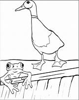 Frog Duck Coloring sketch template