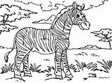 Coloring Zebra Pages Choose Board Meadow sketch template