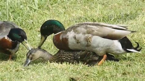 mallard ducks mating duck mating youtube