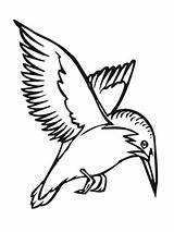 Eisvogel Colorare Ausmalbilder Fiume Pescatore Volo Kingfisher Fliegender sketch template