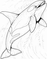Whale Coloring Pages Orca Colouring Printable Animals Shark Kids Ocean Sea Animal sketch template
