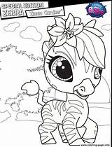 Coloring Zebra Zinnia Pages Gardner Edition Special Printable sketch template