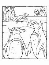 Penguin Coloring Pages Zoo Print sketch template