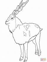 Markhor Coloring Ibex Alpine Color Designlooter Wild Animals Ausmalbilder Supercoloring Goats Goat Pages 1600px 19kb 1200 Drawings Ziege Categories Google sketch template