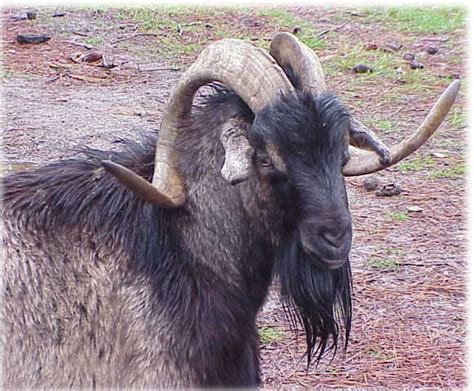 big goat  photo  flickriver