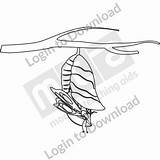 Butterfly Chrysalis Clipart Emerging Au Bw01 sketch template