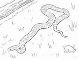 Rattlesnake Diamondback Getcolorings sketch template