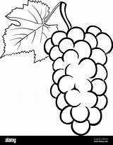 Grapes Nero Uva Frutta Grappolo Grapevine Alimentare Oggetto Libro sketch template