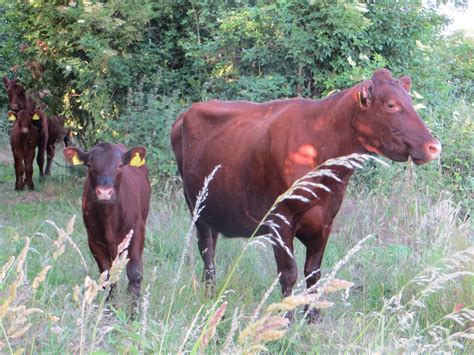 windrush valley project   red cows
