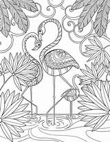 Flamingo Apaixonados Casal Desenho Adulto sketch template