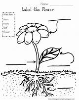 Plant Pages Coloring Parts Choose Board Grade Kindergarten Worksheets Flower sketch template