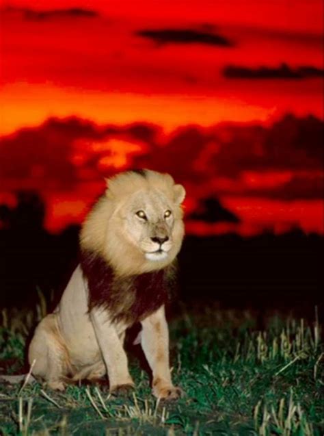 pin by anna hall on nature photos world lion day male lion lions