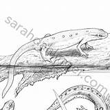 Newt Designlooter Reptile Herp sketch template
