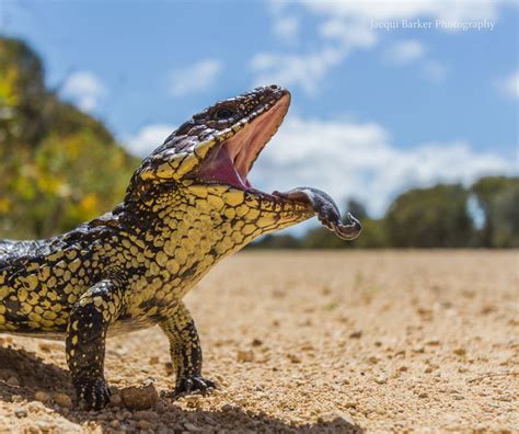 jacqui barker photography wildlife photo  lizard australia