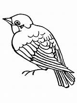 Sparrow Sparrows sketch template