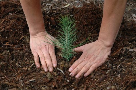 learn   grow pine trees  seeds