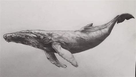 whale drawing  detti der whale draving derdetti whale tattoos