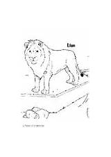 Coloring Lions Den Daniel Lion sketch template