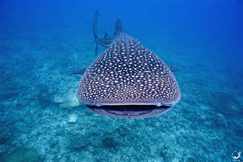 whale sharks gather    specific locations   world     sharks