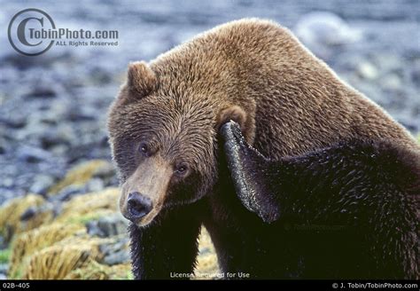 brown bear pic