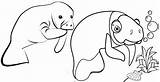 Manatees sketch template