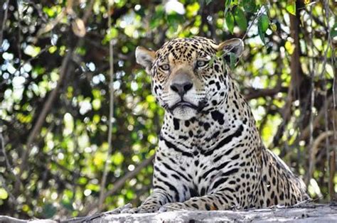 pantanal nature wildlife tours cuiaba reviews of pantanal nature wildlife tours tripadvisor