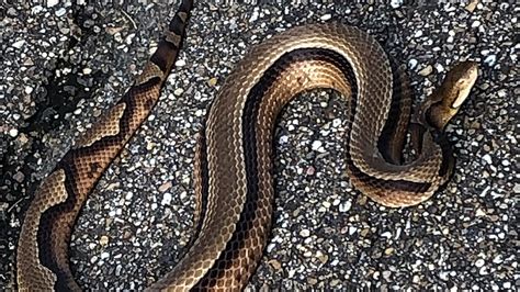 rare striped copperhead snake   mississippi