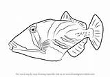 Triggerfish Trigger Balestra Colorare Hawaiian Pesce Drawings Disegni Fishes Drawingtutorials101 sketch template