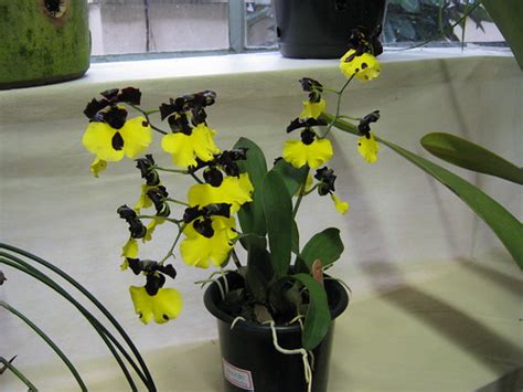 A Orquídea Exibir Tópico Coelogyne Cristata Replantar