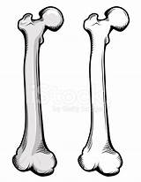 Femur Osso Femore Thighbone Freeimages Cliparts sketch template