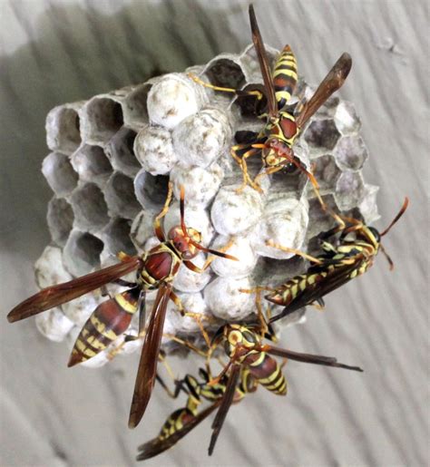 world   paper wasps   evil outdoors world