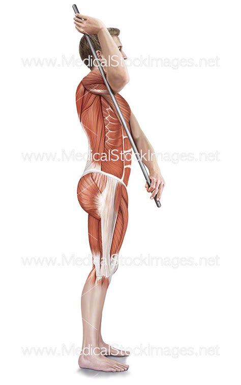 assisted subscapularis stretch medical stock images company