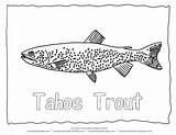 Coloring Pages Tahoe Colouring Lake Trout Fish Forelle Zum Animal Designlooter Animals Color Sheets 56kb 612px Sheet Adult Fischen Ausmalbilder sketch template