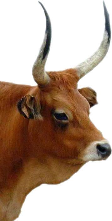 vacas cachenas raza autoctona galiza spain  cattle bull