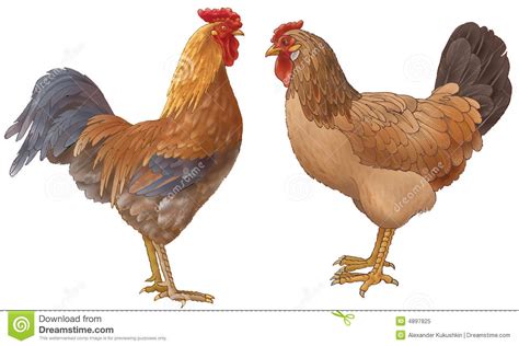how can i tell the difference between a male and a female chicken