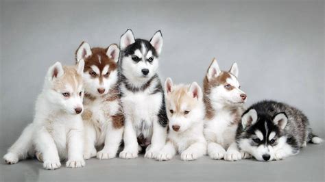 cute siberian husky puppys aww
