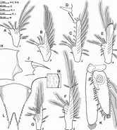 Afbeeldingsresultaten voor "heteromysis Mureseanui". Grootte: 166 x 185. Bron: www.researchgate.net