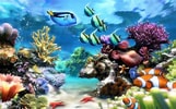Image result for Vista Screensaver Fish Tank. Size: 161 x 100. Source: getwallpapers.com