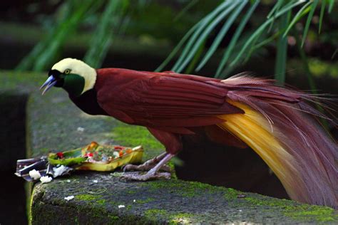 Where To Watch The 5 Most Beautiful Bird In The World