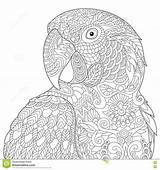 Mandala Pages Zentangle Parrot Macaw Stylized sketch template